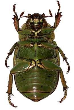Chrysina gaellae ventral view